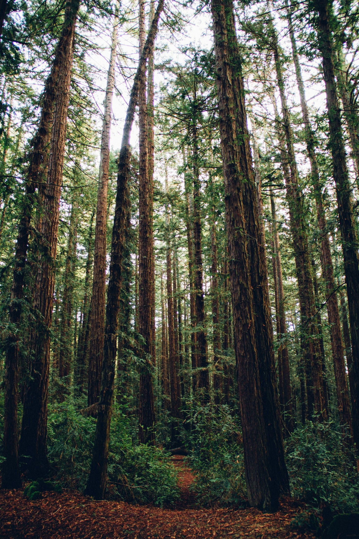 Building Community Responsibility in Harmony with Nature